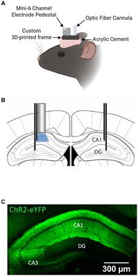 Unilateral optogenetic kindling of hippocampus leads to more severe impairments of the inhibitory signaling in the contralateral hippocampus